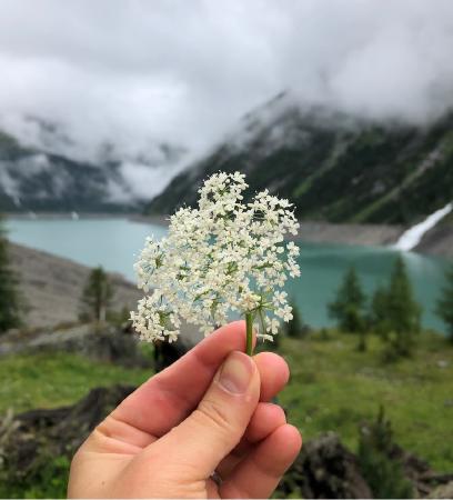 alpine flowers <sup>1</sup>