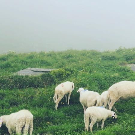 sheep near  Furtschaglhaus <sup>1</sup>