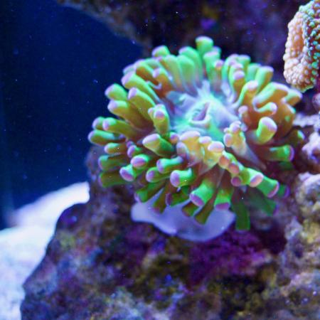 euphyllia