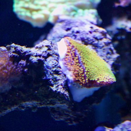 rainbow montipora