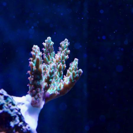 strawberry short cake acropora
