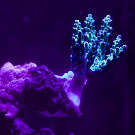 actinic lighting