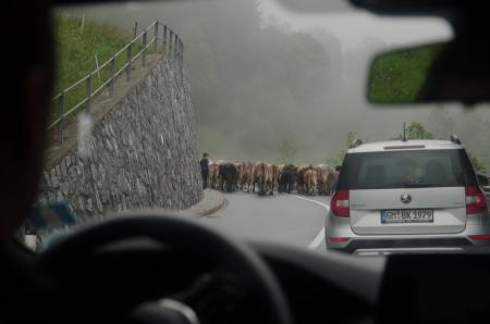 cows on the roads of Liechtenstein