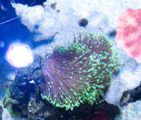 toadstool leather coral ❤️