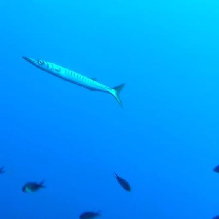 barracuda close up
