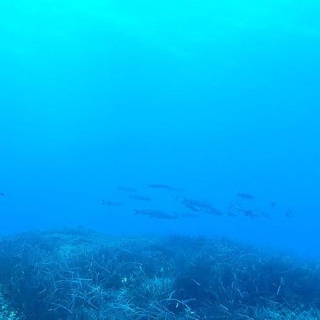 barracuda shoal