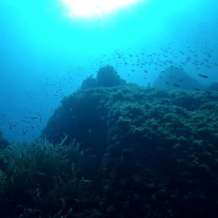 fish shoals